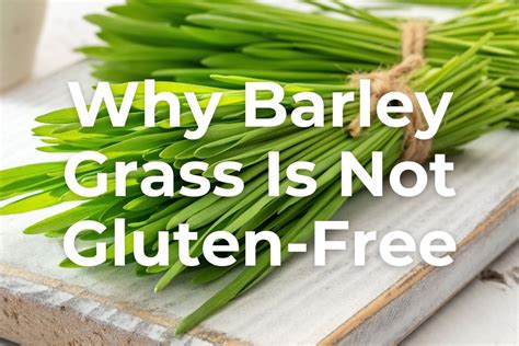 barley grass gluten